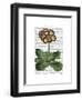 Primula Auricula Red-Fab Funky-Framed Art Print