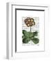 Primula Auricula Red-Fab Funky-Framed Art Print