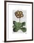 Primula Auricula Red-Fab Funky-Framed Art Print