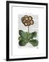 Primula Auricula Red-Fab Funky-Framed Art Print