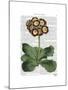 Primula Auricula Red-Fab Funky-Mounted Art Print