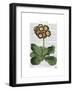 Primula Auricula Red-Fab Funky-Framed Art Print