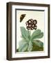 Primula Auricula with Butterfly and Beetle (Gouache over Pencil on Vellum)-Matilda Conyers-Framed Premium Giclee Print