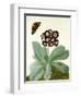 Primula Auricula with Butterfly and Beetle (Gouache over Pencil on Vellum)-Matilda Conyers-Framed Premium Giclee Print