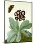 Primula Auricula with Butterfly and Beetle (Gouache over Pencil on Vellum)-Matilda Conyers-Mounted Premium Giclee Print