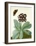 Primula Auricula with Butterfly and Beetle (Gouache over Pencil on Vellum)-Matilda Conyers-Framed Giclee Print