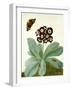 Primula Auricula with Butterfly and Beetle (Gouache over Pencil on Vellum)-Matilda Conyers-Framed Giclee Print