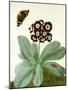 Primula Auricula with Butterfly and Beetle (Gouache over Pencil on Vellum)-Matilda Conyers-Mounted Giclee Print