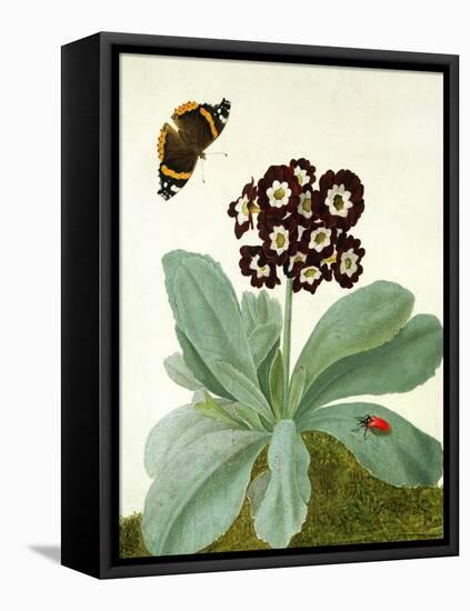 Primula Auricula with Butterfly and Beetle (Gouache over Pencil on Vellum)-Matilda Conyers-Framed Stretched Canvas