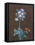 Primula Auricula with Moth-Margaretha Barbara Dietzsch-Framed Stretched Canvas