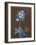 Primula Auricula with Moth-Margaretha Barbara Dietzsch-Framed Giclee Print