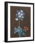 Primula Auricula with Moth-Margaretha Barbara Dietzsch-Framed Giclee Print