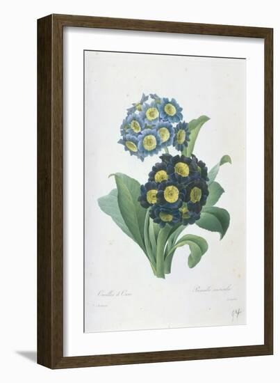 Primula Auricula-Pierre-Joseph Redouté-Framed Giclee Print