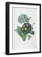 Primula Auricula-Pierre-Joseph Redouté-Framed Giclee Print