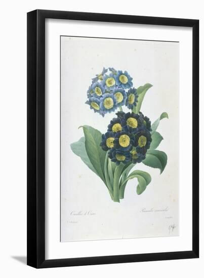 Primula Auricula-Pierre-Joseph Redouté-Framed Giclee Print