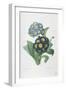 Primula Auricula-Pierre-Joseph Redouté-Framed Giclee Print