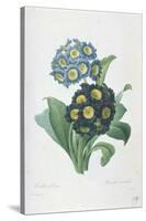 Primula Auricula-Pierre-Joseph Redouté-Stretched Canvas