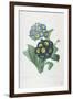 Primula Auricula-Pierre-Joseph Redouté-Framed Giclee Print