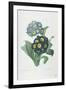 Primula Auricula-Pierre-Joseph Redouté-Framed Giclee Print