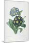 Primula Auricula-Pierre-Joseph Redouté-Mounted Giclee Print