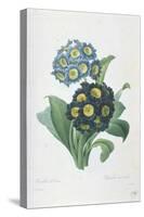 Primula Auricula-Pierre-Joseph Redouté-Stretched Canvas