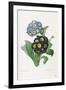 Primula Auricula-Pierre-Joseph Redouté-Framed Giclee Print