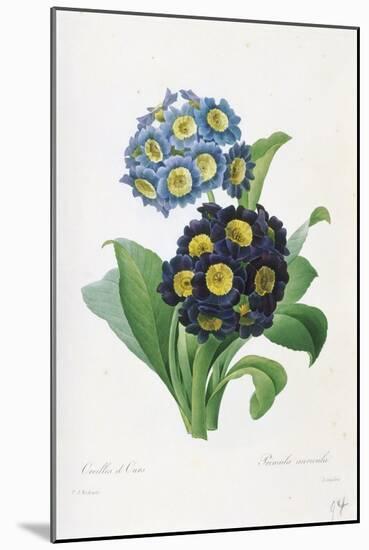 Primula Auricula-Pierre-Joseph Redouté-Mounted Giclee Print