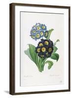 Primula Auricula-Pierre-Joseph Redouté-Framed Giclee Print