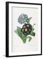 Primula Auricula-Pierre-Joseph Redouté-Framed Giclee Print