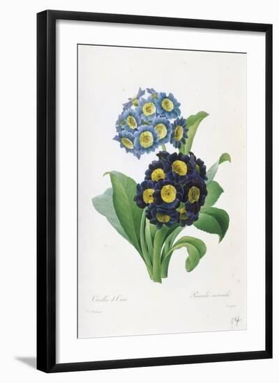 Primula Auricula-Pierre-Joseph Redouté-Framed Giclee Print