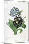 Primula Auricula-Pierre-Joseph Redouté-Mounted Giclee Print