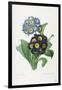 Primula Auricula-Pierre-Joseph Redouté-Framed Giclee Print