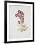 Primula Auricula-Sarah Creswell-Framed Giclee Print