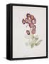 Primula Auricula-Sarah Creswell-Framed Stretched Canvas