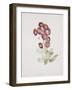 Primula Auricula-Sarah Creswell-Framed Giclee Print