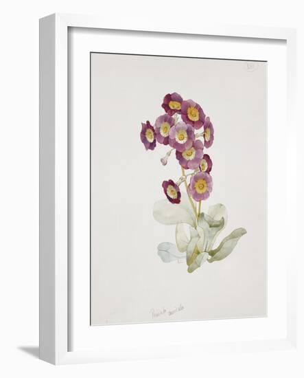 Primula Auricula-Sarah Creswell-Framed Giclee Print