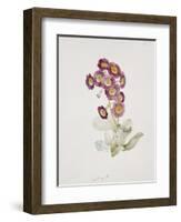 Primula Auricula-Sarah Creswell-Framed Giclee Print