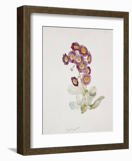 Primula Auricula-Sarah Creswell-Framed Giclee Print