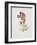 Primula Auricula-Sarah Creswell-Framed Giclee Print