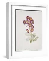 Primula Auricula-Sarah Creswell-Framed Giclee Print