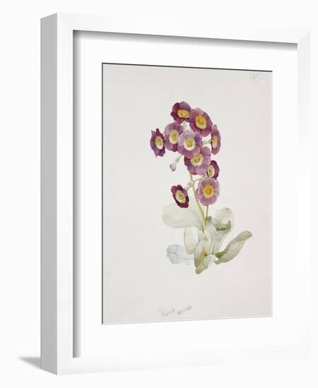 Primula Auricula-Sarah Creswell-Framed Giclee Print