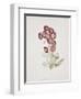 Primula Auricula-Sarah Creswell-Framed Giclee Print