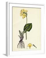 Primula Elatior Jaquin's Oxlip-null-Framed Giclee Print