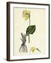 Primula Elatior Jaquin's Oxlip-null-Framed Giclee Print