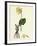 Primula Elatior Jaquin's Oxlip-null-Framed Giclee Print