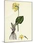 Primula Elatior Jaquin's Oxlip-null-Mounted Giclee Print
