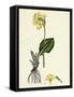 Primula Elatior Jaquin's Oxlip-null-Framed Stretched Canvas