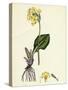 Primula Elatior Jaquin's Oxlip-null-Stretched Canvas