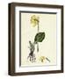 Primula Elatior Jaquin's Oxlip-null-Framed Giclee Print