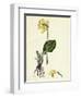 Primula Elatior Jaquin's Oxlip-null-Framed Giclee Print